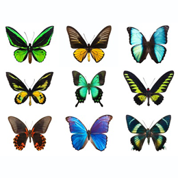 AJMAN SCHMETTERLINGE SCHMETTERLING BUTTERFLIES BUTTERFLY LUXE SHEET fq11 
