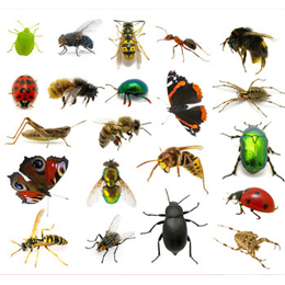 Stamps
with the theme Insects
'
Stamps
with the theme Insects
'