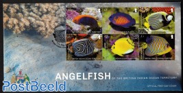 Angelfish 6v m/s