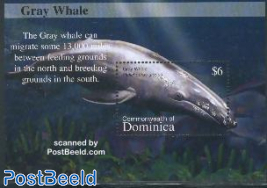 Gray whale s/s