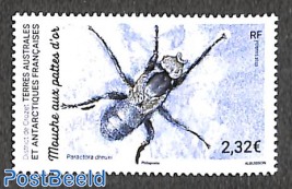Golden-legged fly 1v