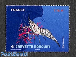 Crevette Bouquet 1v