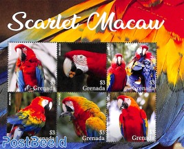 Scarlet Macaw 6v m/s