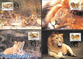 WWF, Lion 4v