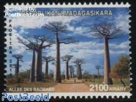 Baobab Lane 1v