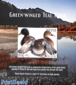 Green winged Teal Duck s/s