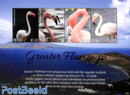 Greater Flamingo 4v m/s