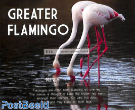 Greater Flamingo s/s