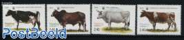 Cows 4v
