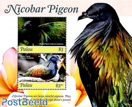 Nicobar pigeon 2v m/s