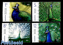 Peacock 4v