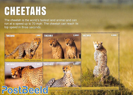 Cheetahs 5v m/s