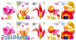 Tulips 2x5v foil booklet
