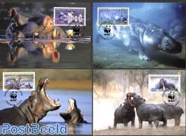 WWF, Hippo 4v