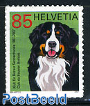 Bernese mountain dog 1v s-a