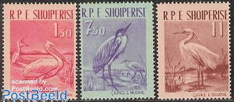 Birds 3v