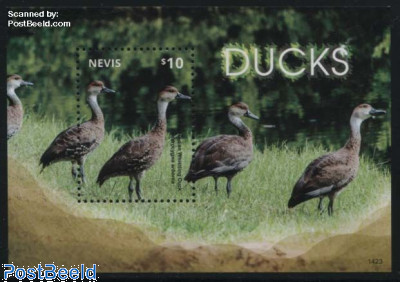 Ducks s/s