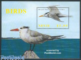 Royal Tern s/s