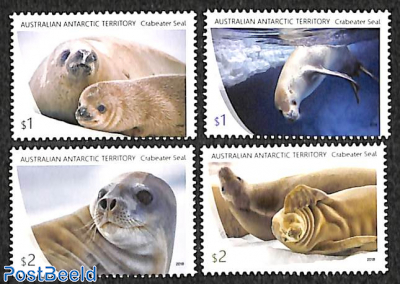 Crabeater seal 4v