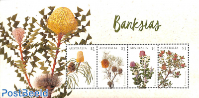 Banksia Speciosa s/s