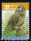 Short eared owl 1v