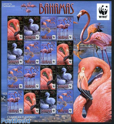WWF, Flamingo m/s