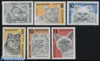 Cats 6v
