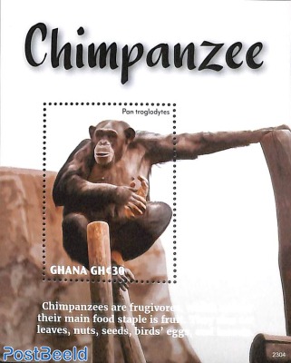 Chimpanzee s/s