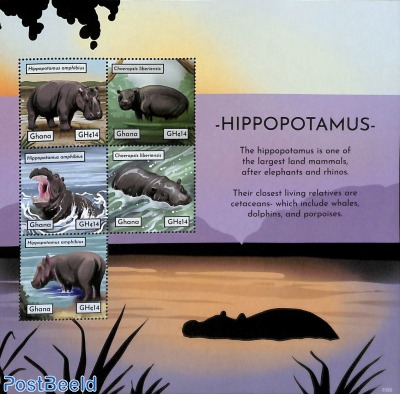 Hippopotamus 5v m/s