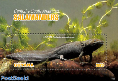 Salamanders s/s