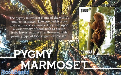 Pygmy Marmoset s/s