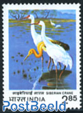 Siberian crane 1v