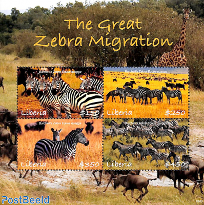 The Great Zebra Migration 4v m/s