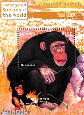 Chimpansee s/s