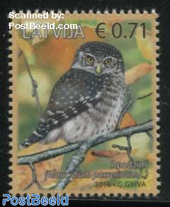 Eurasian Pygmy Owl 1v