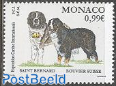 Dog exposition, Saint Bernard 1v