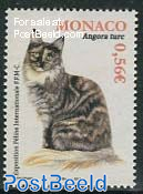 Cat, Angora Turc 1v