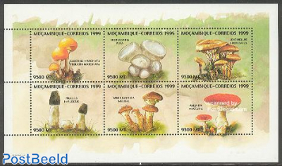 Mushrooms 6v m/s (Galerina Marginat a.o.)