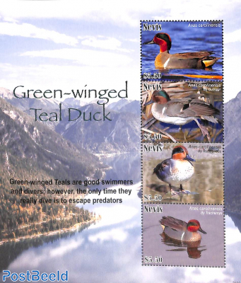 Green winged Teal Duck 4v m/s