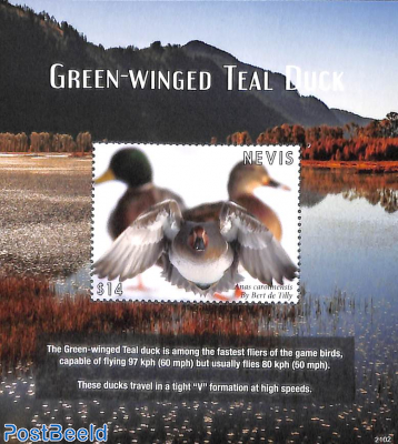 Green winged Teal Duck s/s