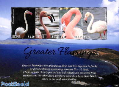 Greater Flamingo 4v m/s