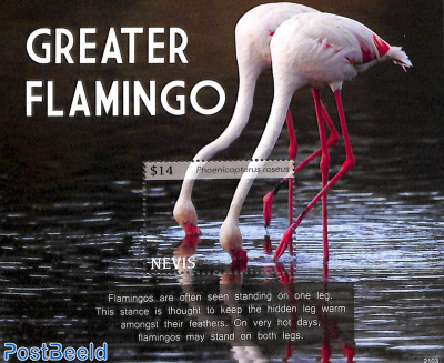 Greater Flamingo s/s