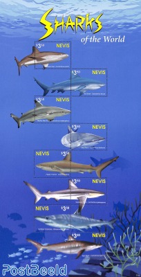 Sharks 8v m/s