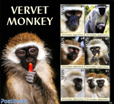 Vervet Monkey 6v m/s