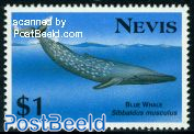 Blue whale 1v