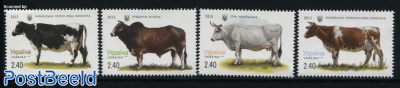 Cows 4v
