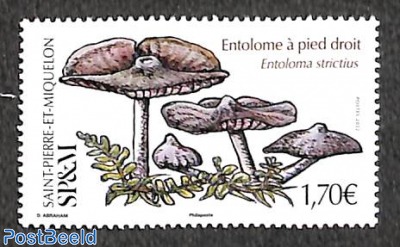 Mushrooms 1v