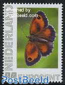 Butterflies, Oranje zandoogje 1v