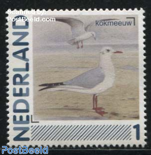 Birds, Kokmeeuw 1v (Larus ridibundus)