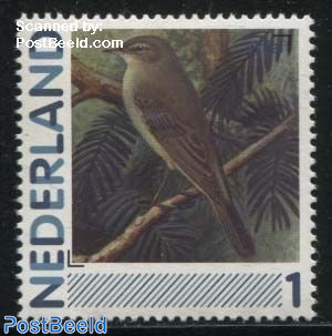 Birds, Tjiftjaf 1v (Phylloscopus collybita)